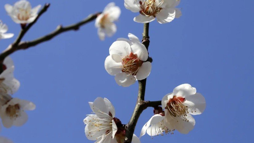 აპრილის თვის ამინდის პროგნოზი სრულად