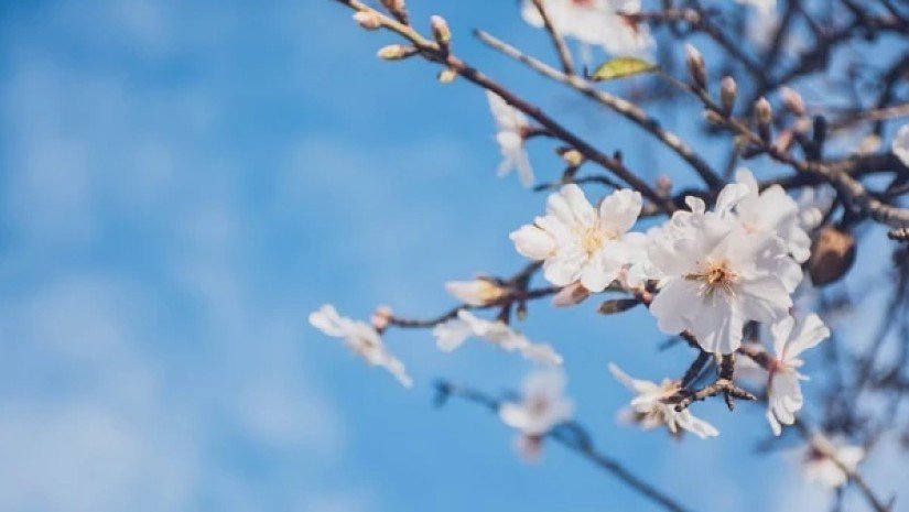 ტემპერატურა +25 გრადუსამდე მოიმატებს - განახლებული პროგნოზი